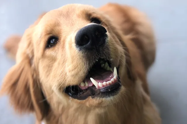 Brandy, Golden Retriever