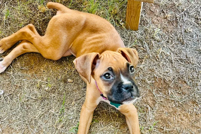 Lilith, Boxer