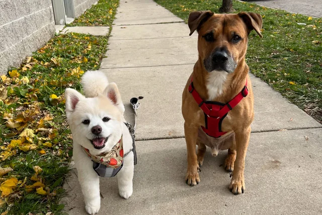 Riley and Kai, Pomeranian and Ridgeback Mix