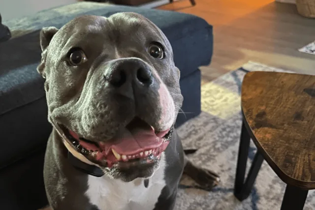 Tee, American Staffordshire Terrier