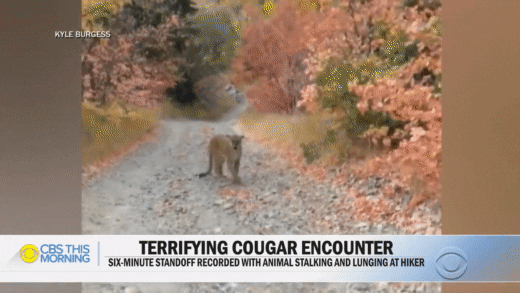 GIF of news report showing a "terrifying cougar encounter" on an outdoor trail
