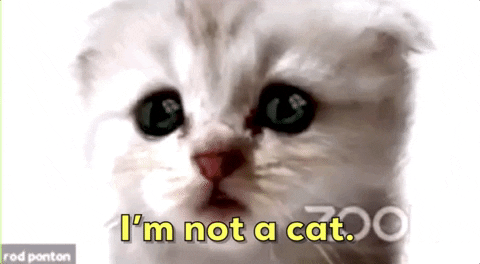 GIF of man with Cat zoom filter with caption "I'm not a cat."